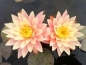 Mobile Preview: Seerose Nymphaea Sunny Pink